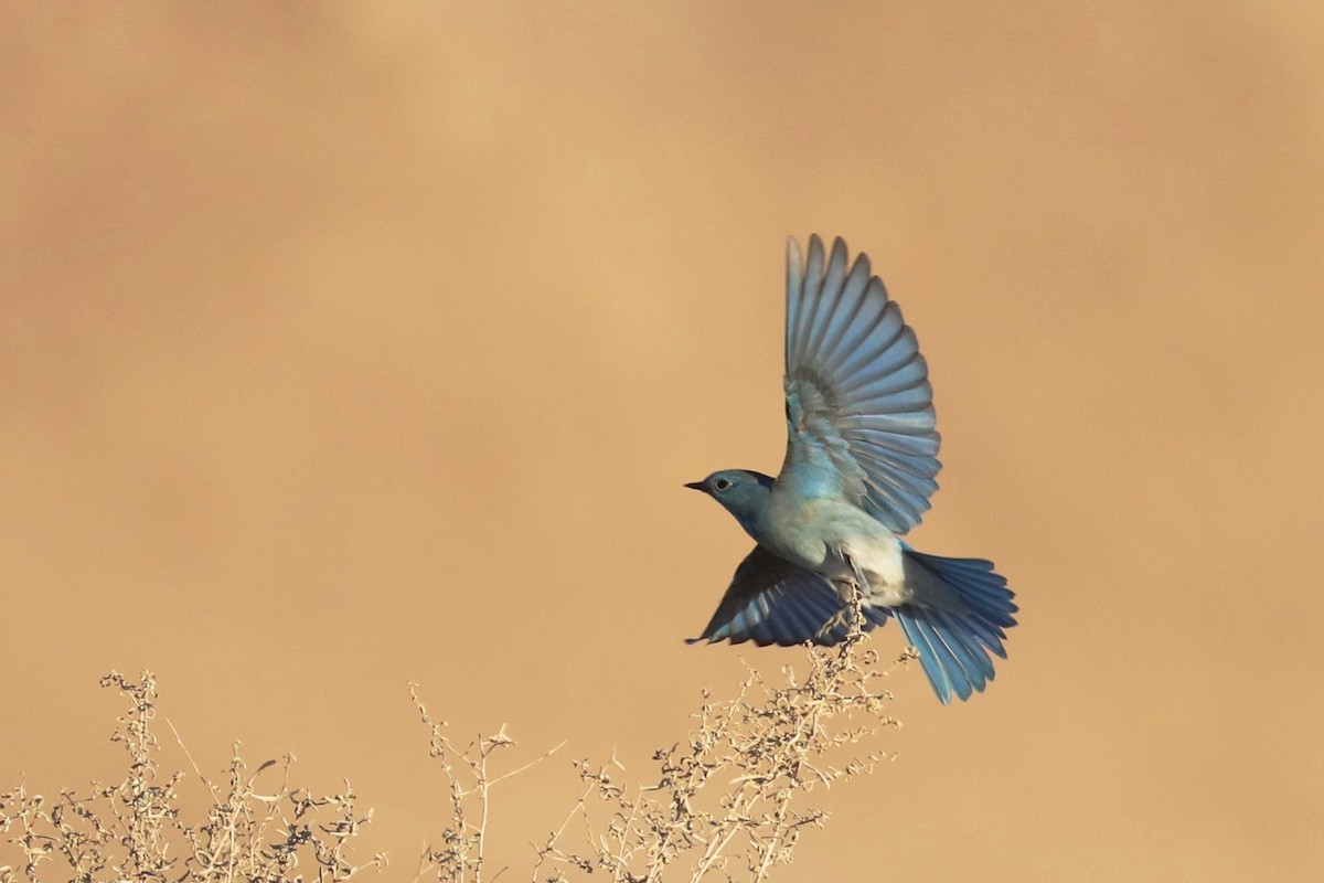 Mountain Bluebird - Adriana Hernández Alvarez