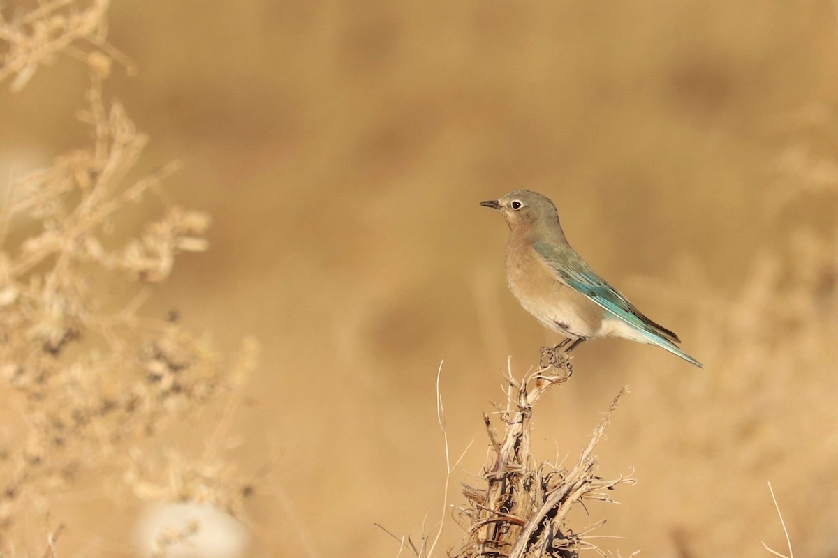 Mountain Bluebird - Adriana Hernández Alvarez