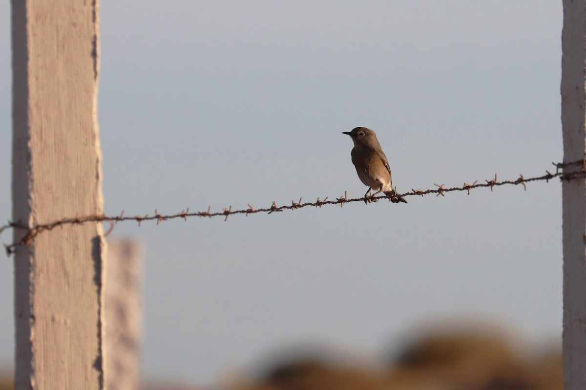 Mountain Bluebird - ML289917081