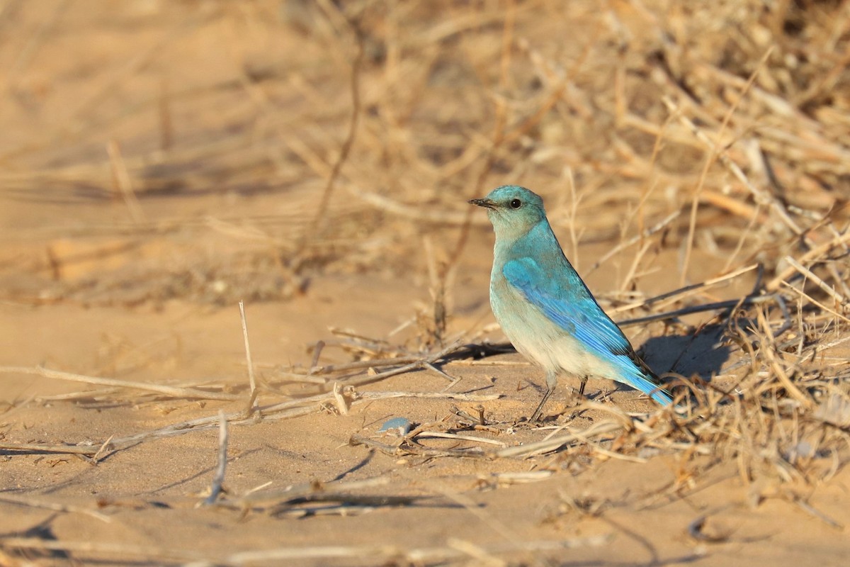 Mountain Bluebird - Adriana Hernández Alvarez