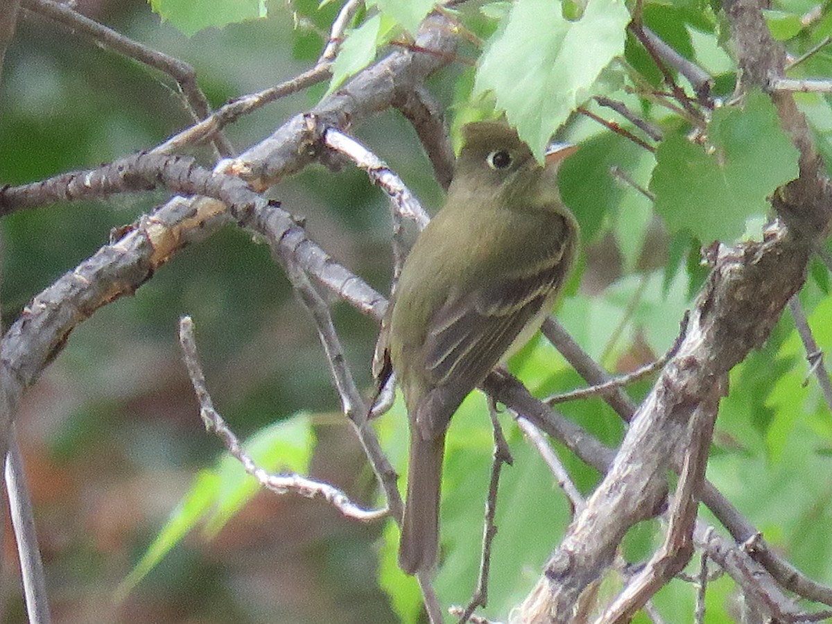 Western Flycatcher (Cordilleran) - ML28991761