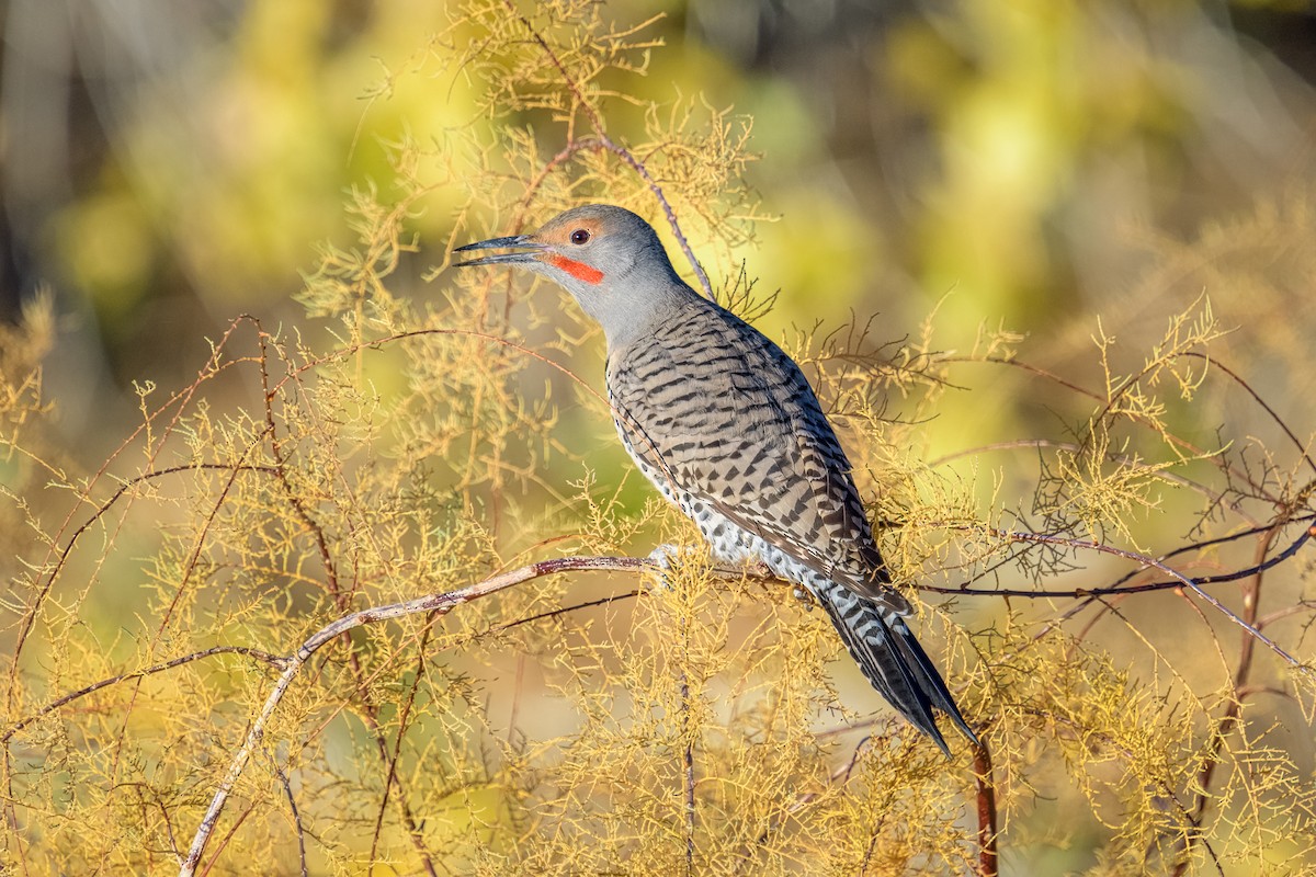 Northern Flicker - ML289920351