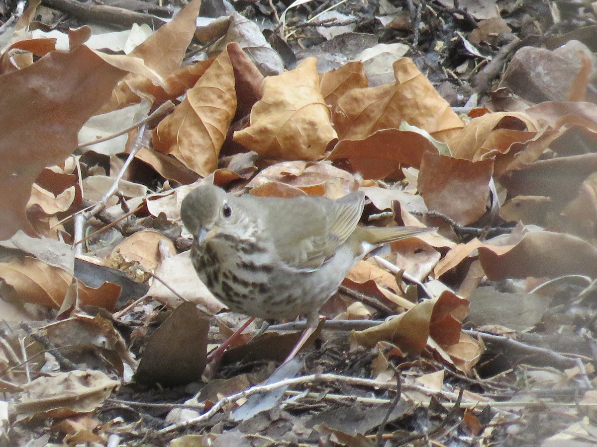 Hermit Thrush - ML28992421