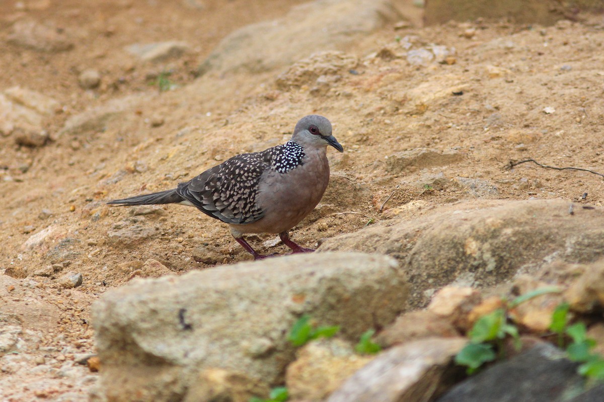 Spotted Dove - ML289925161