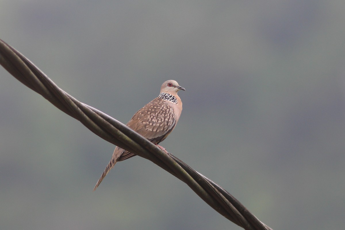 Spotted Dove - ML289925191