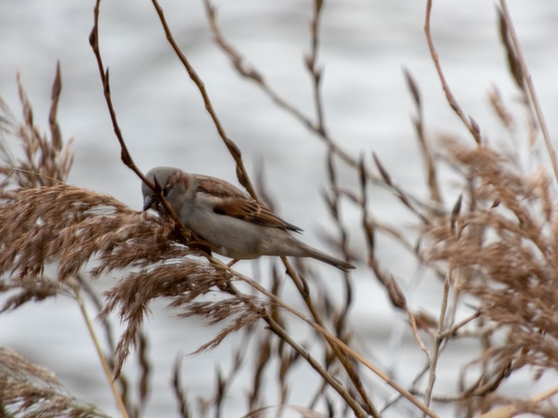 House Sparrow - ML289926541