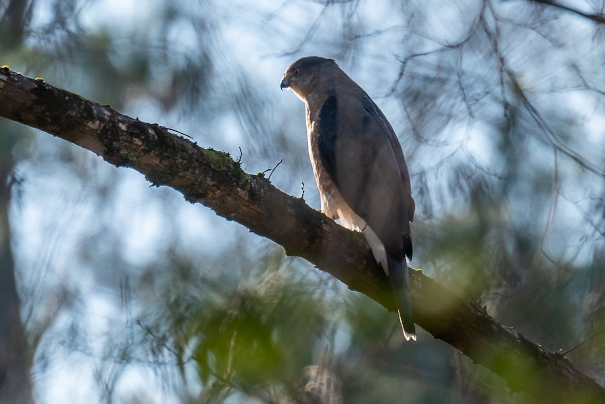 Cooper's Hawk - ML289926641