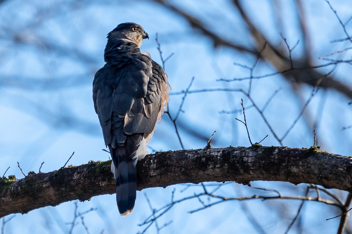 Cooper's Hawk - ML289926651