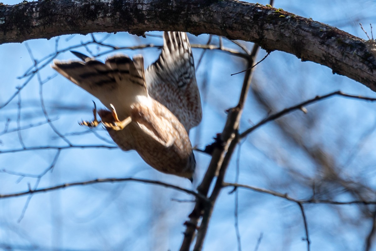 Cooper's Hawk - ML289926661
