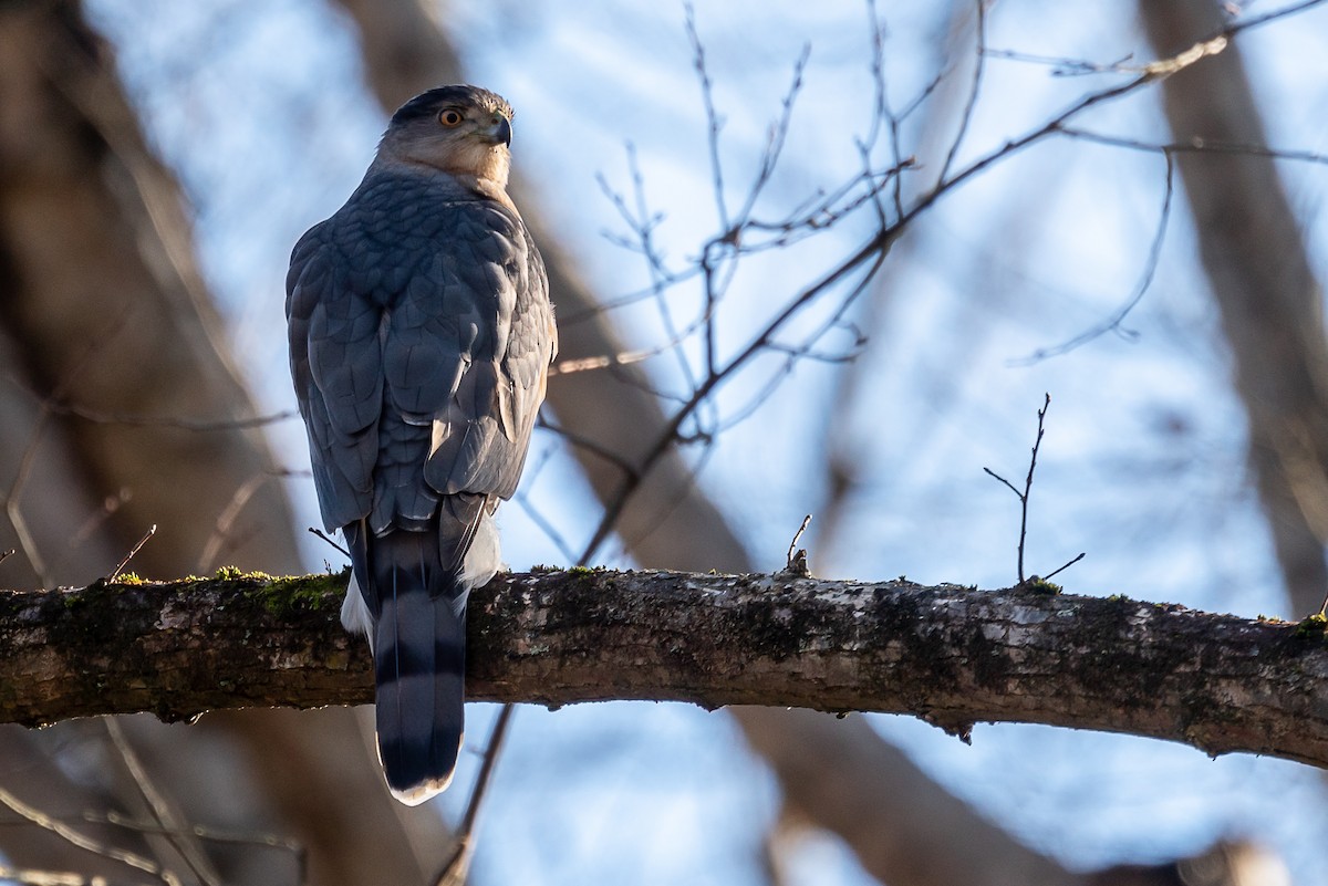 Cooper's Hawk - ML289926671