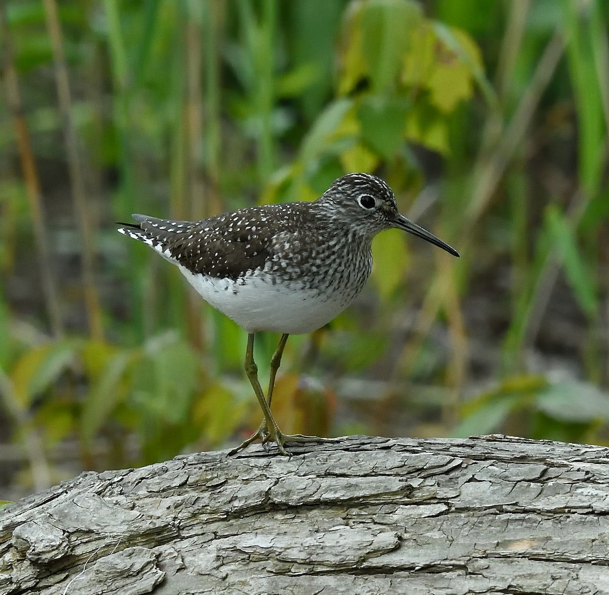 Solitary Sandpiper - ML28992681