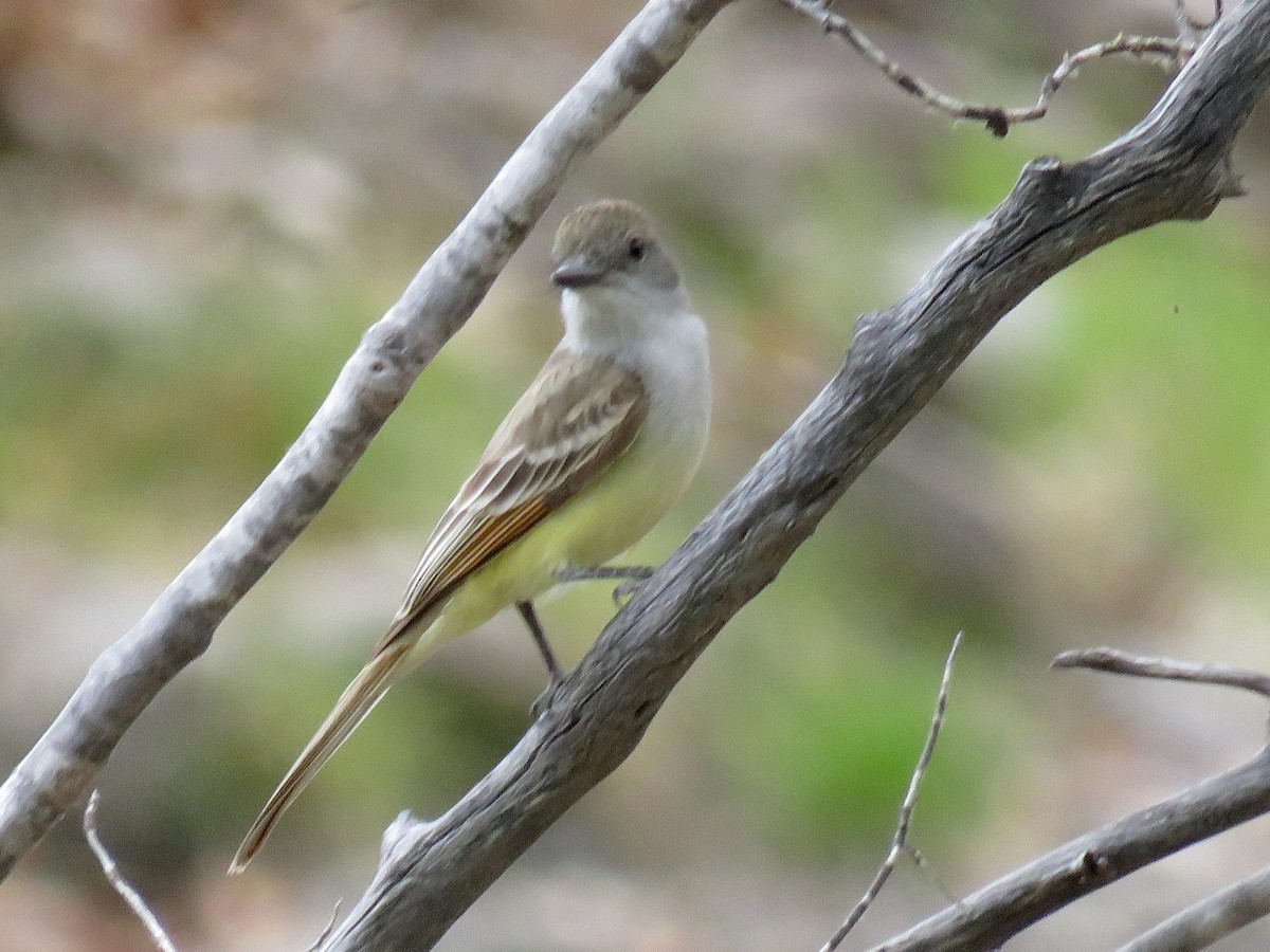 Dusky-capped Flycatcher - ML28992691