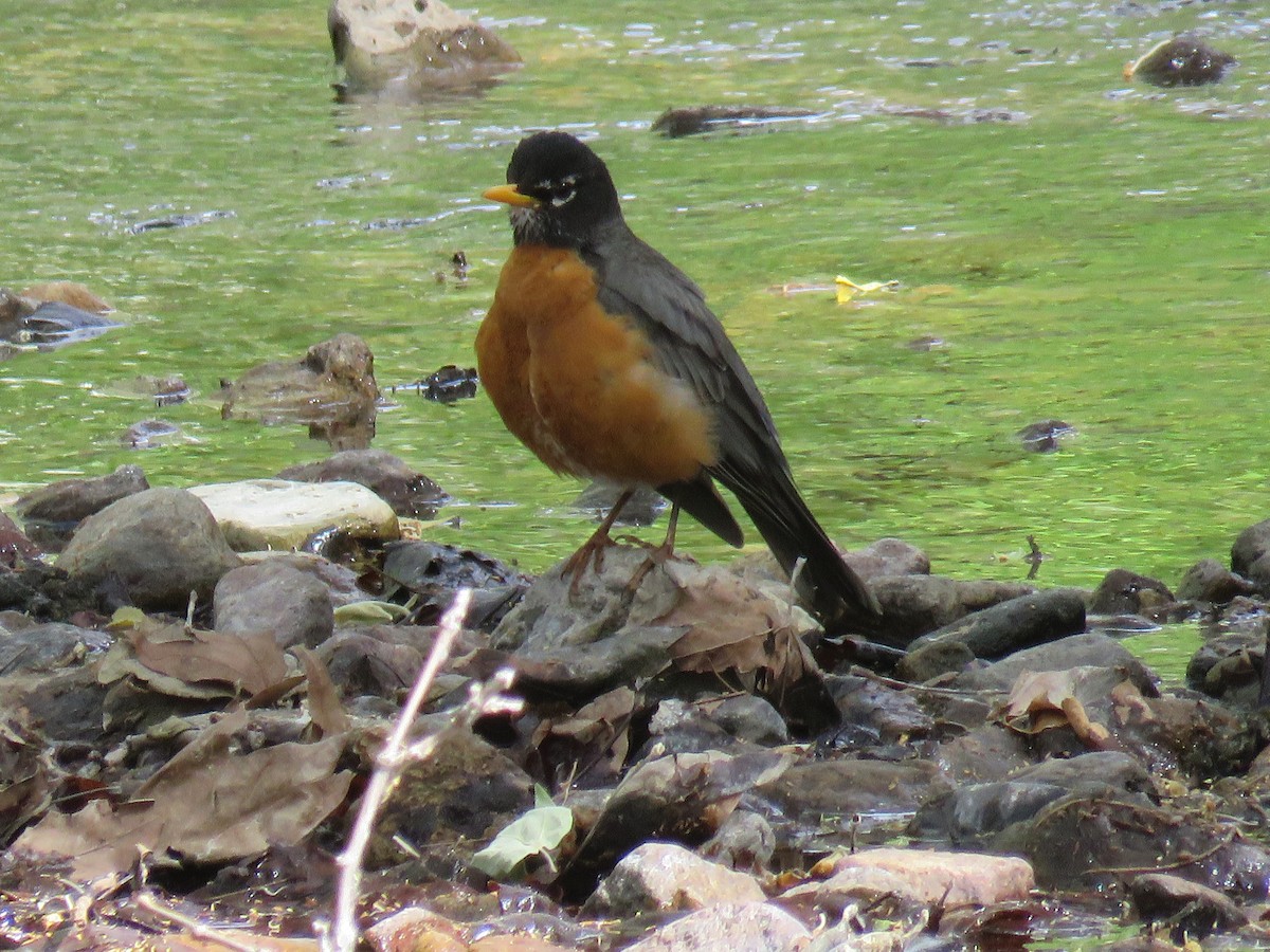 American Robin - ML28992801