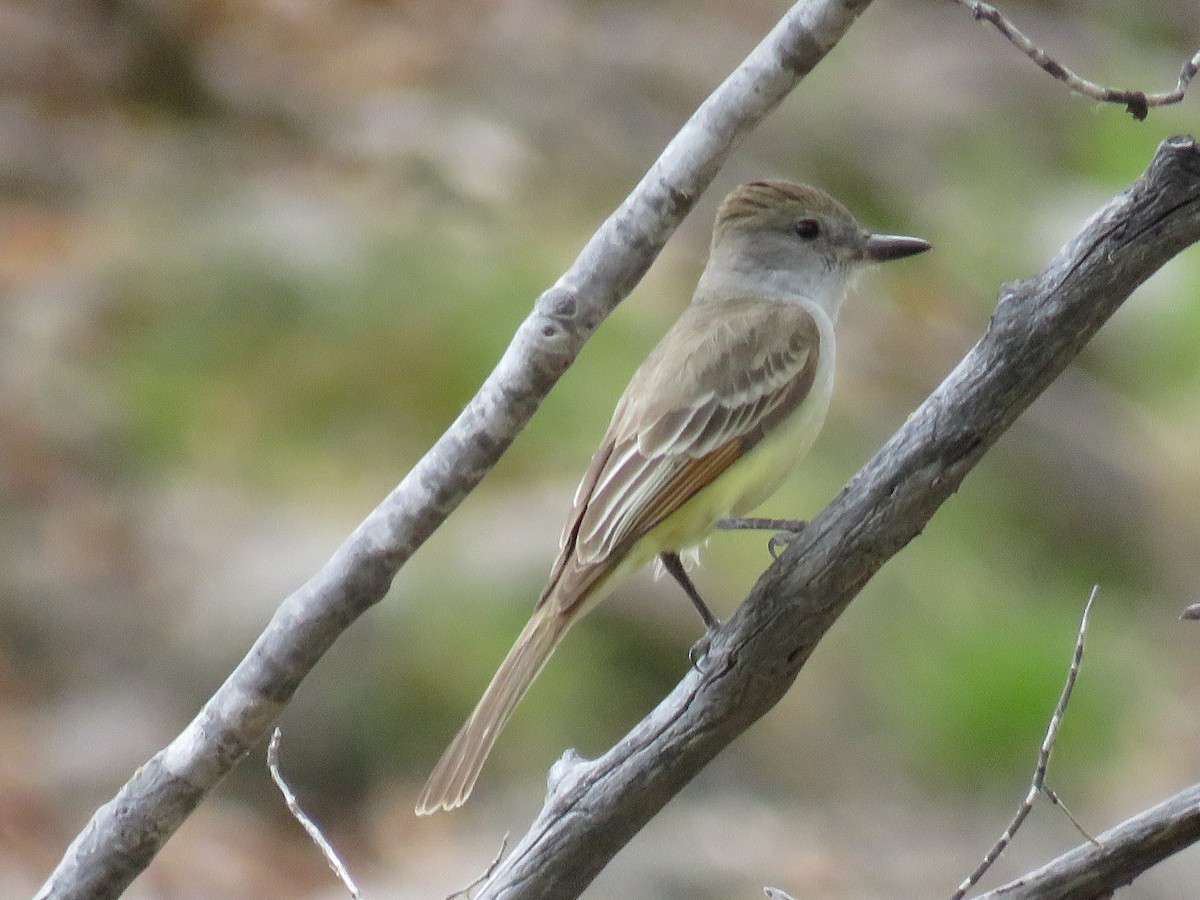 Dusky-capped Flycatcher - ML28992841