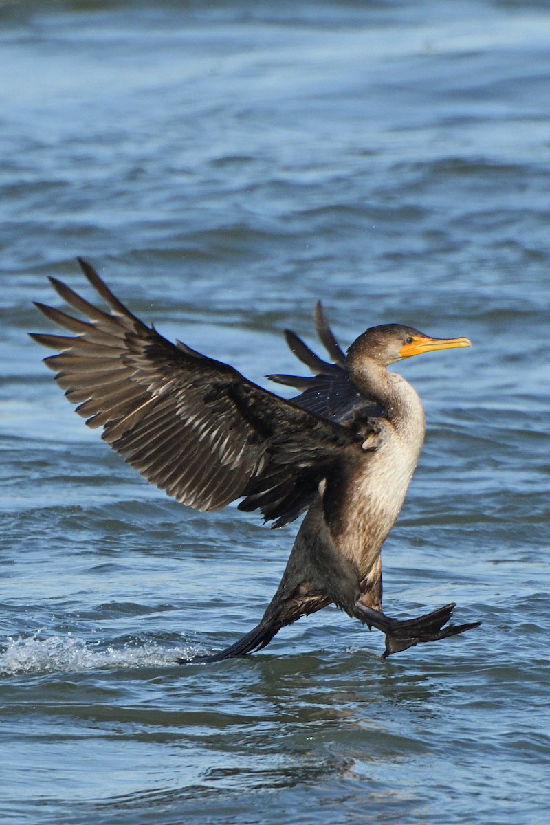 Double-crested Cormorant - stu weiss
