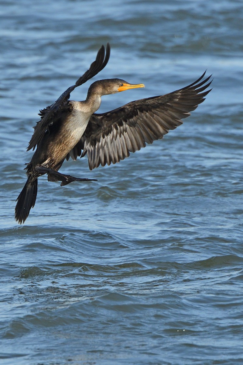 Double-crested Cormorant - stu weiss