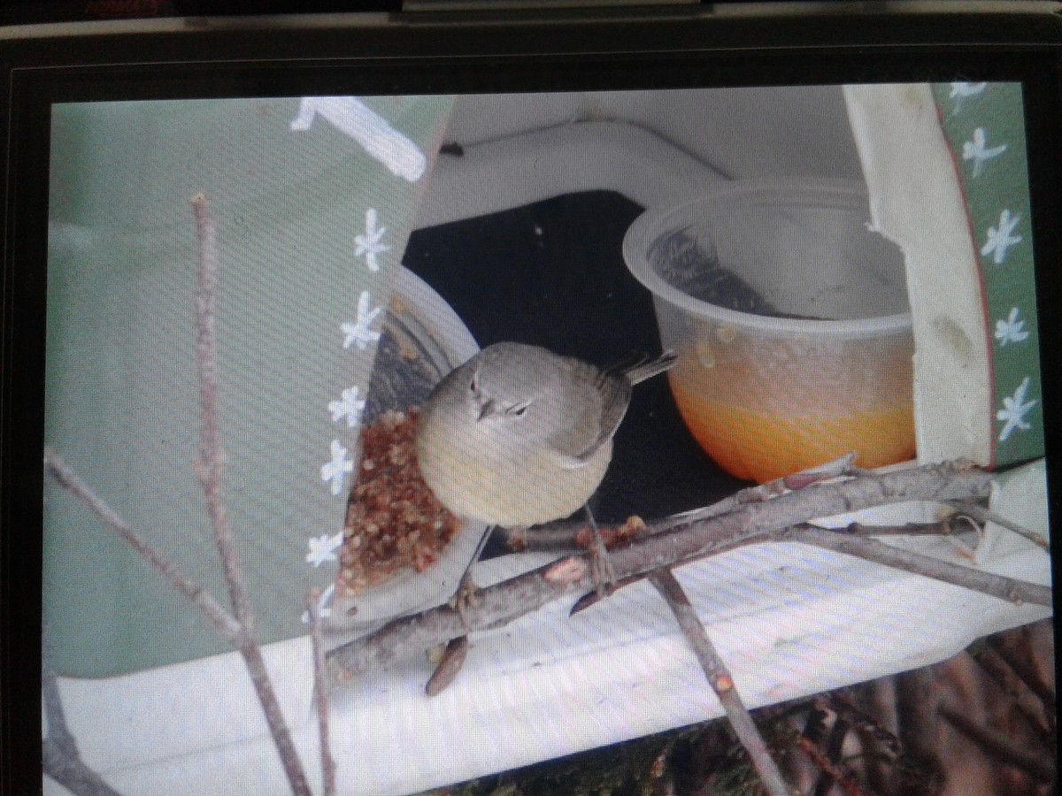 Orange-crowned Warbler - Anonymous