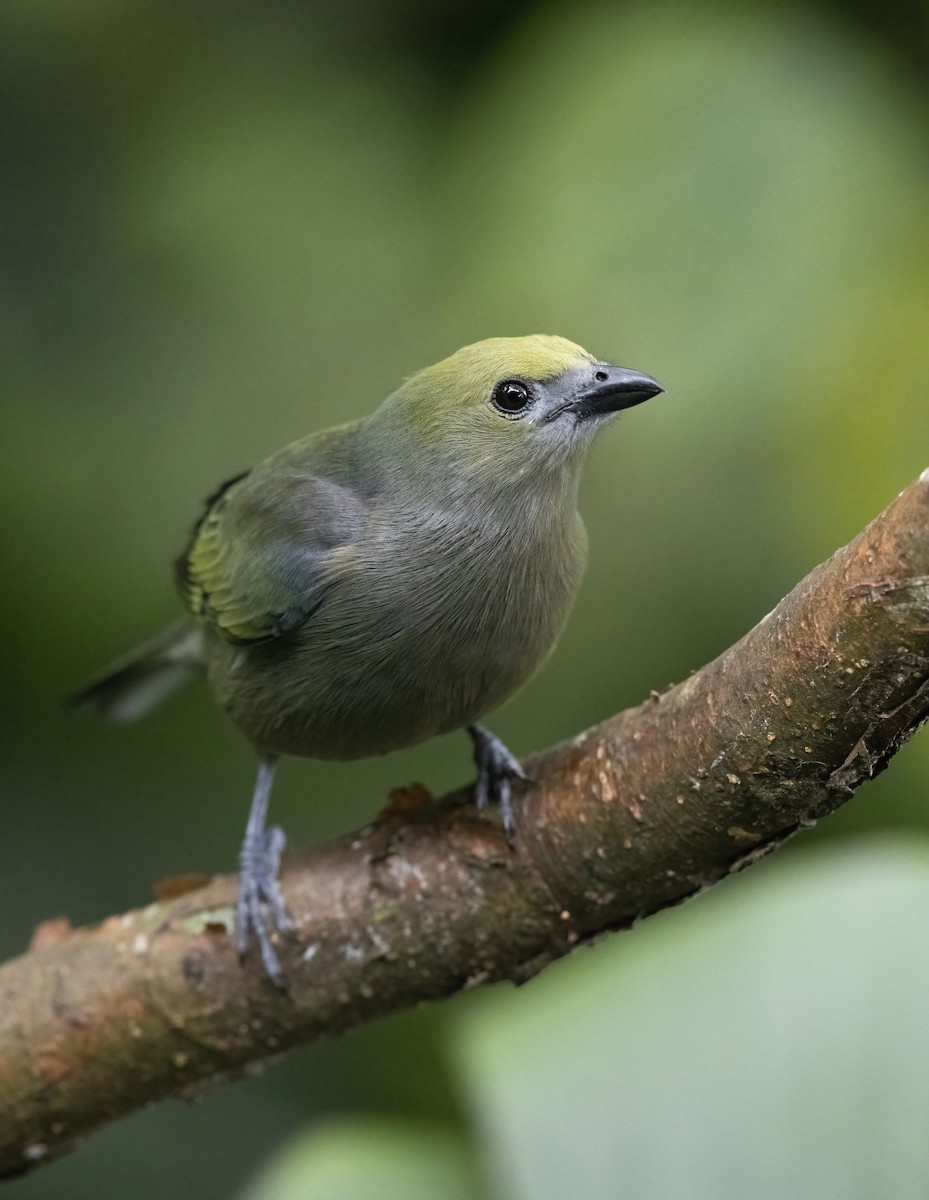 Palm Tanager - Marky Mutchler