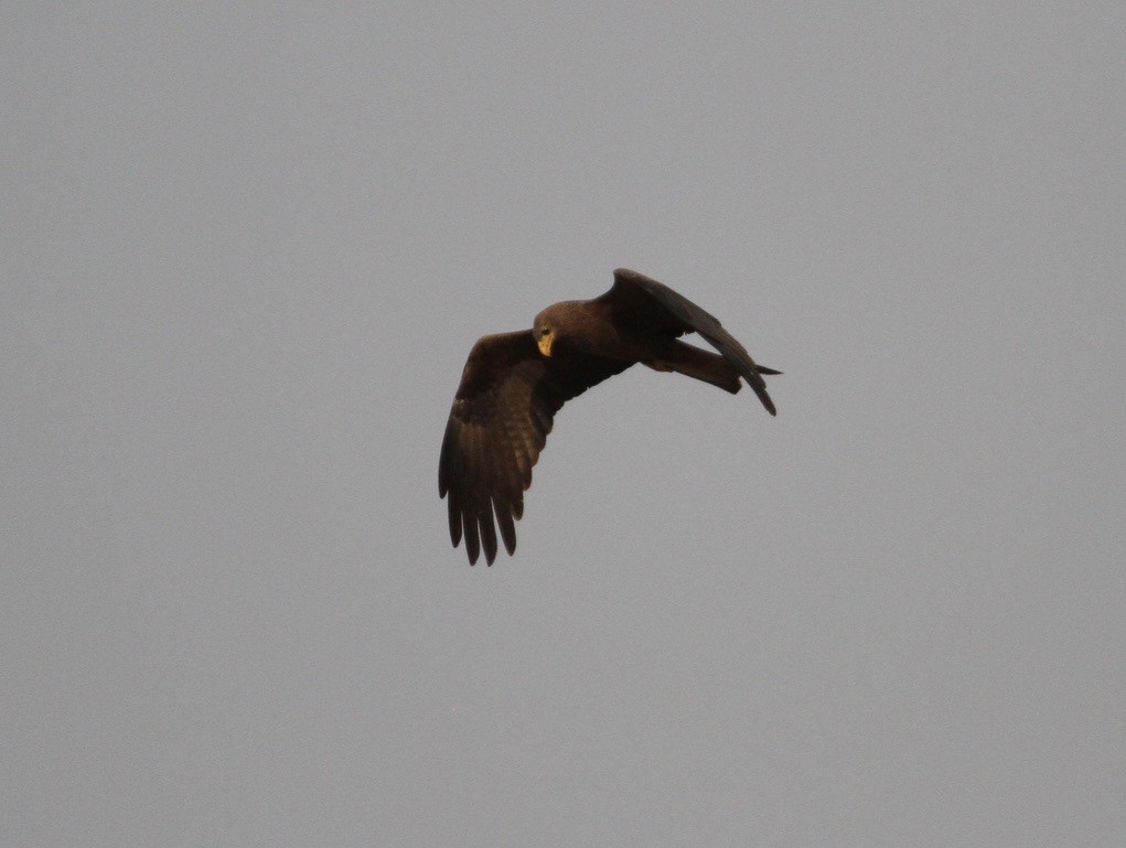 Black Kite (Yellow-billed) - ML289930471