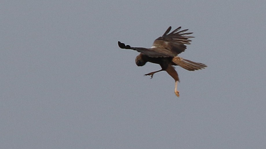 Western Marsh Harrier - Daniel Jauvin