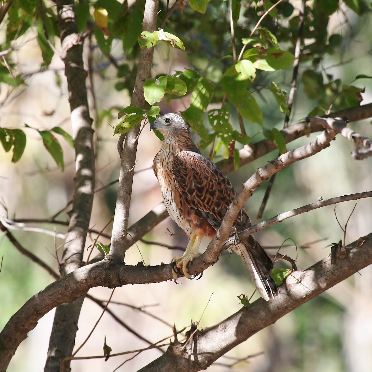 Red Goshawk - ML289930901