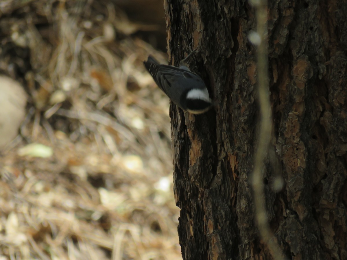 White-breasted Nuthatch - ML28993211