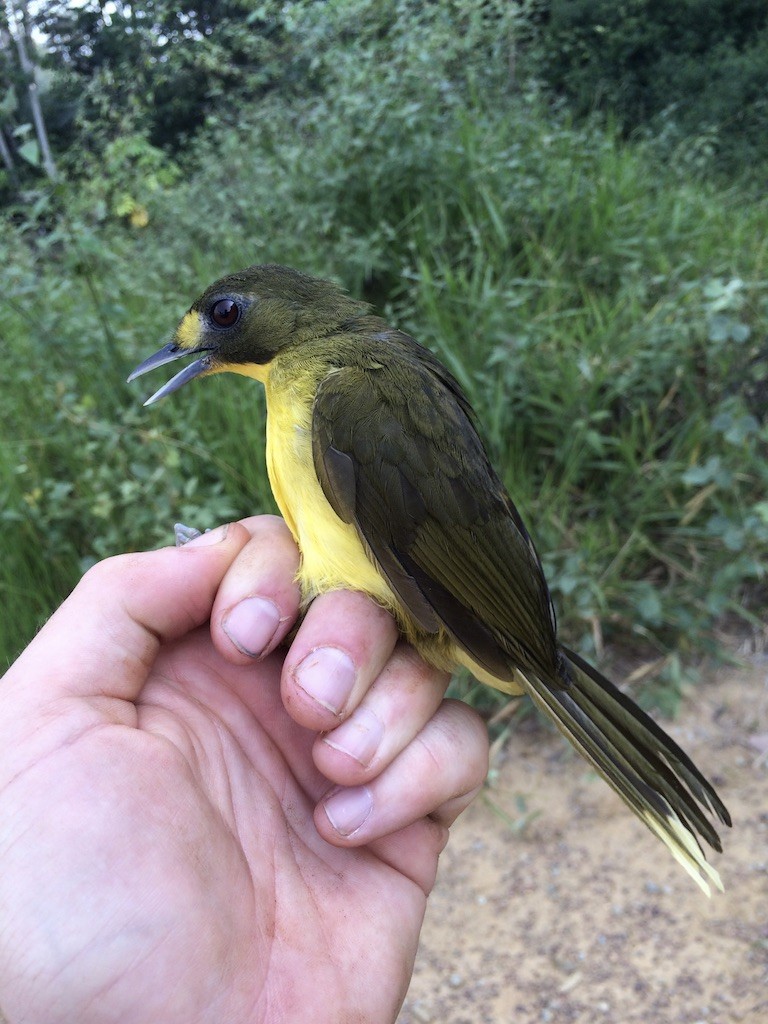 Lesser Bristlebill - ML289932591