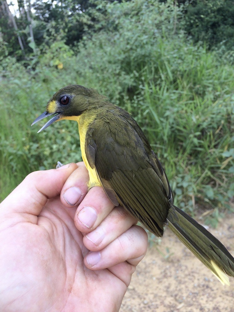 Lesser Bristlebill - ML289932651