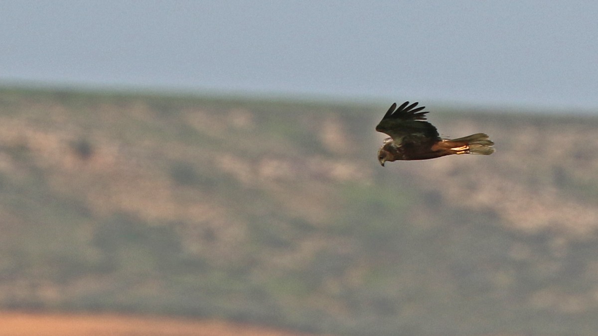 Western Marsh Harrier - ML28993281