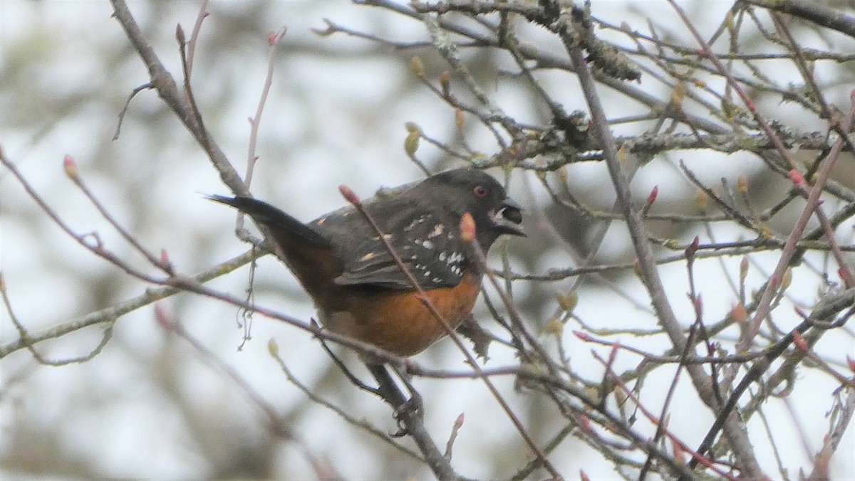 Spotted Towhee - ML289932971