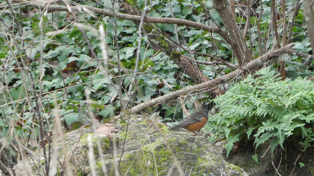 Spotted Towhee - ML289933001