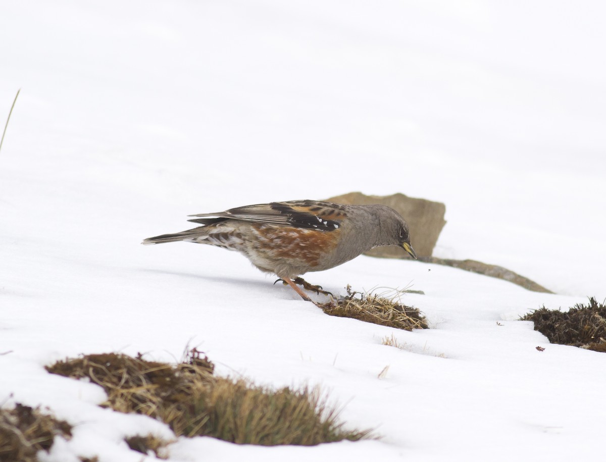 Alpine Accentor - ML289933011