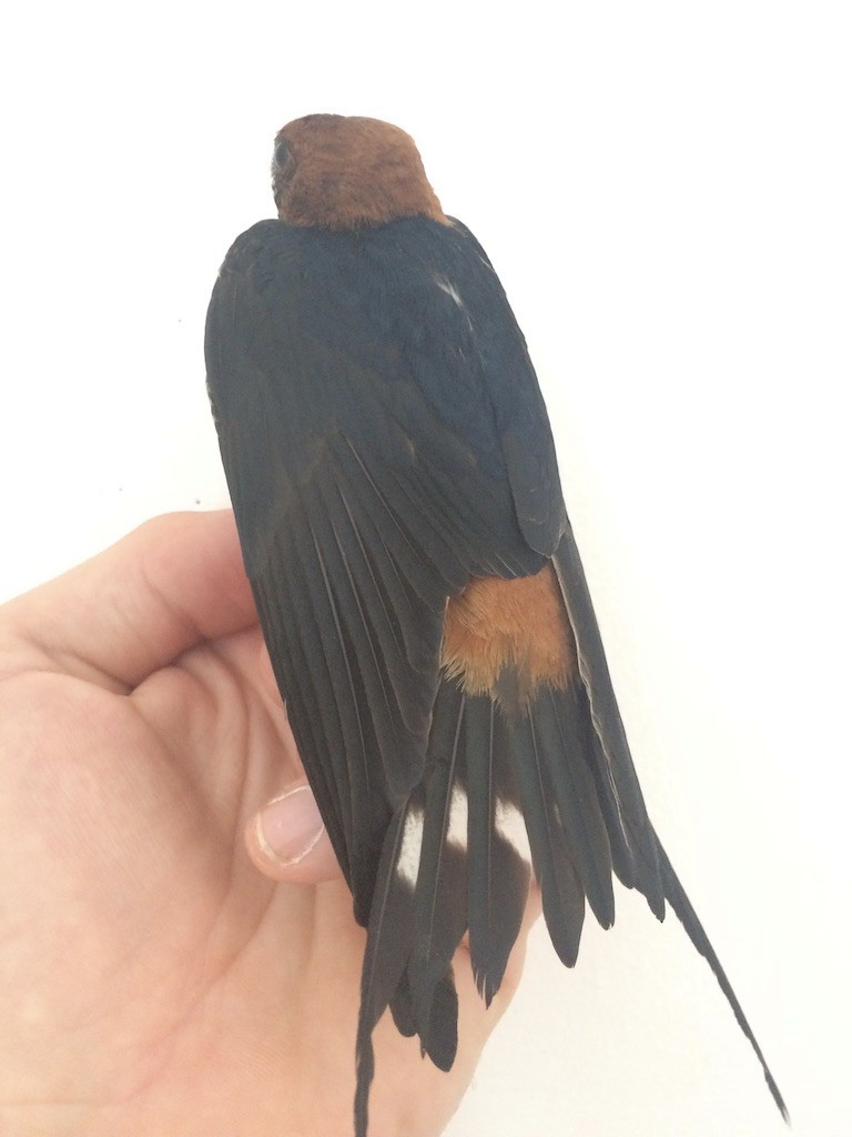 Lesser Striped Swallow - Ryan Terrill