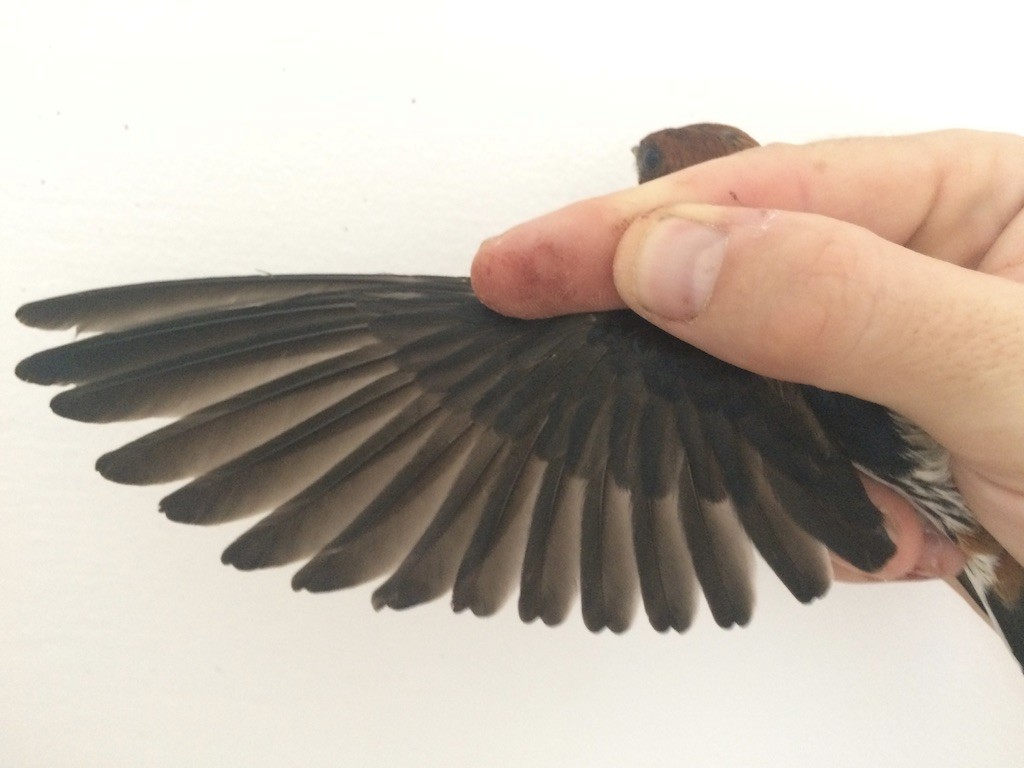 Lesser Striped Swallow - Ryan Terrill