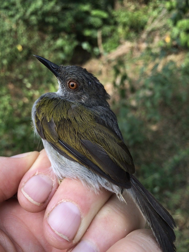 Green-backed Camaroptera - ML289934441