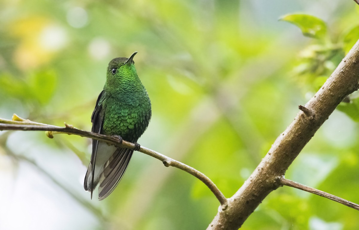 Coppery-headed Emerald - ML289934951