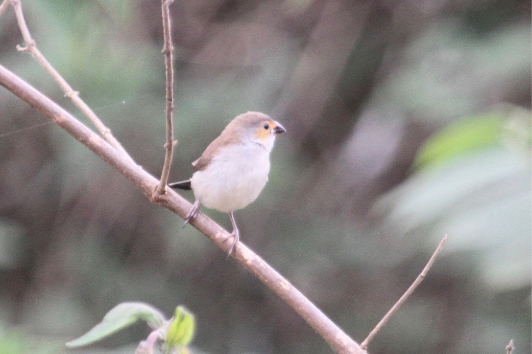 Orange-cheeked Waxbill - ML289935591