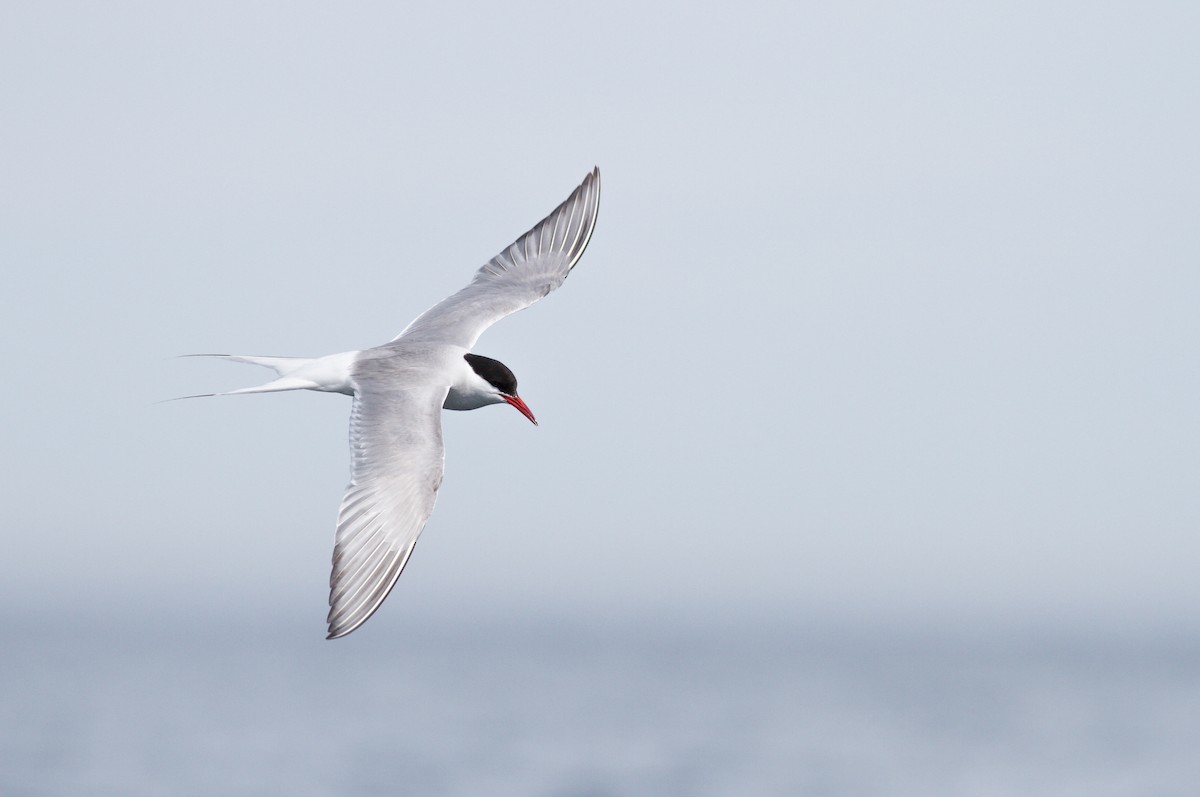 Arctic Tern - ML289935661