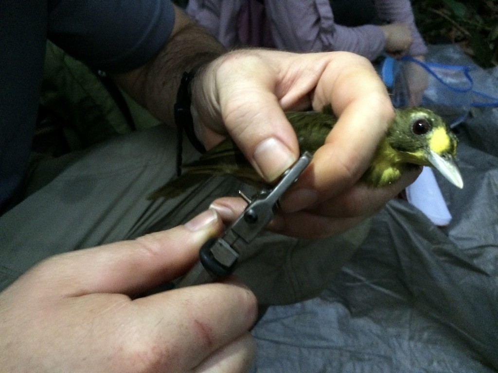 Lesser Bristlebill (Brown-eyed) - Ryan Terrill