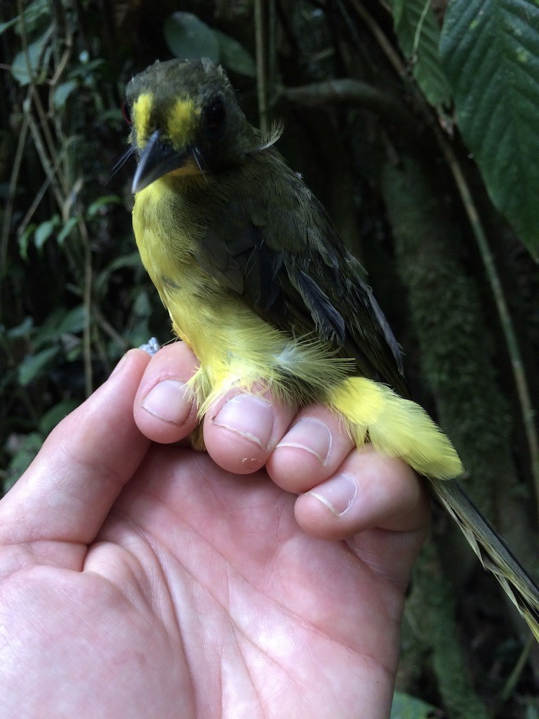 Lesser Bristlebill (Brown-eyed) - Ryan Terrill