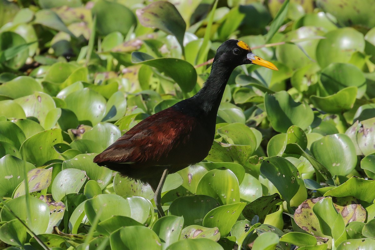 Northern Jacana - Daniele Mitchell