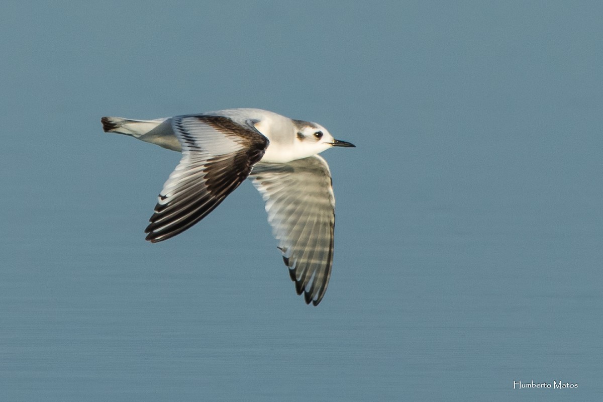 Little Gull - Humberto Matos