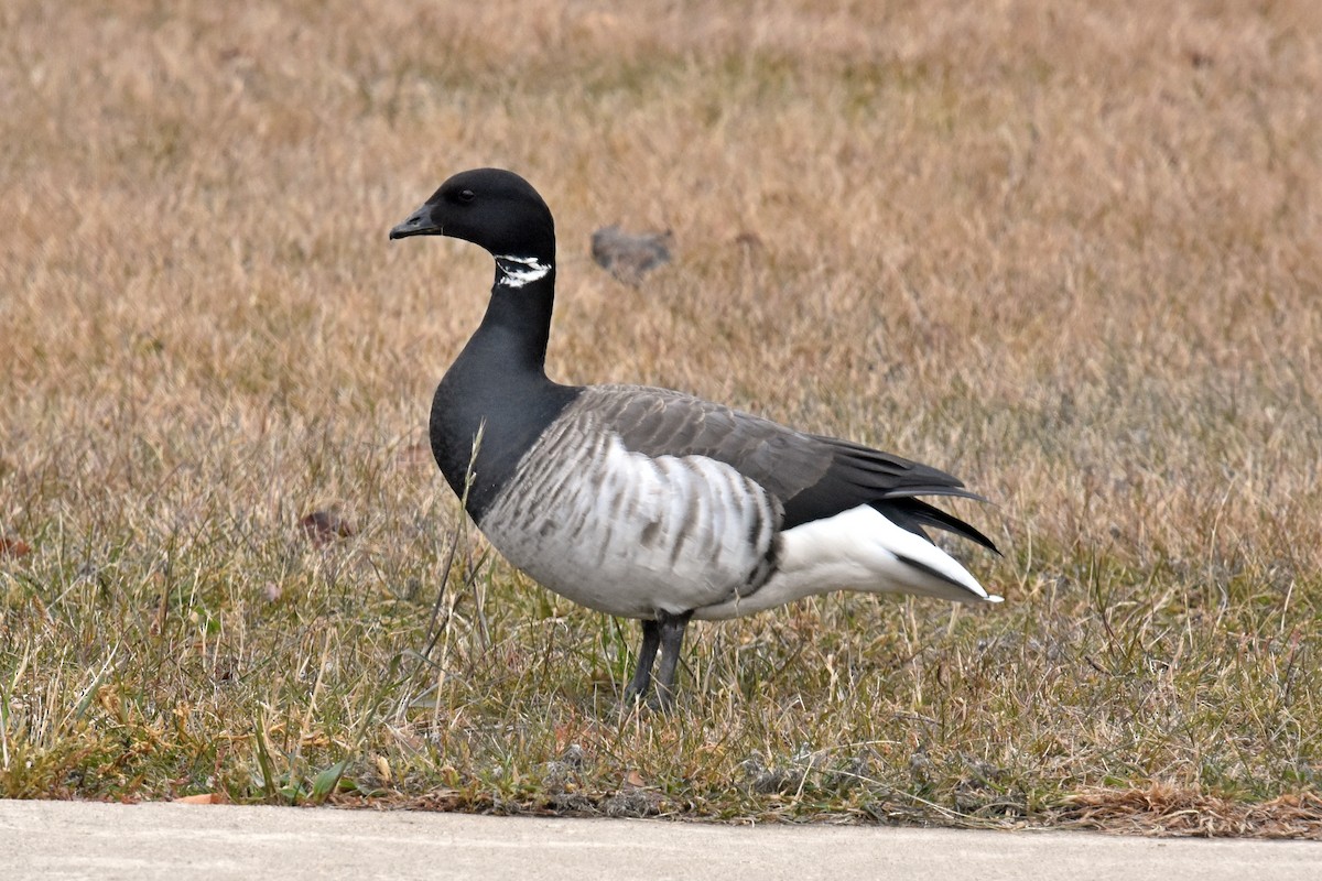 Branta musubeltza - ML289938991