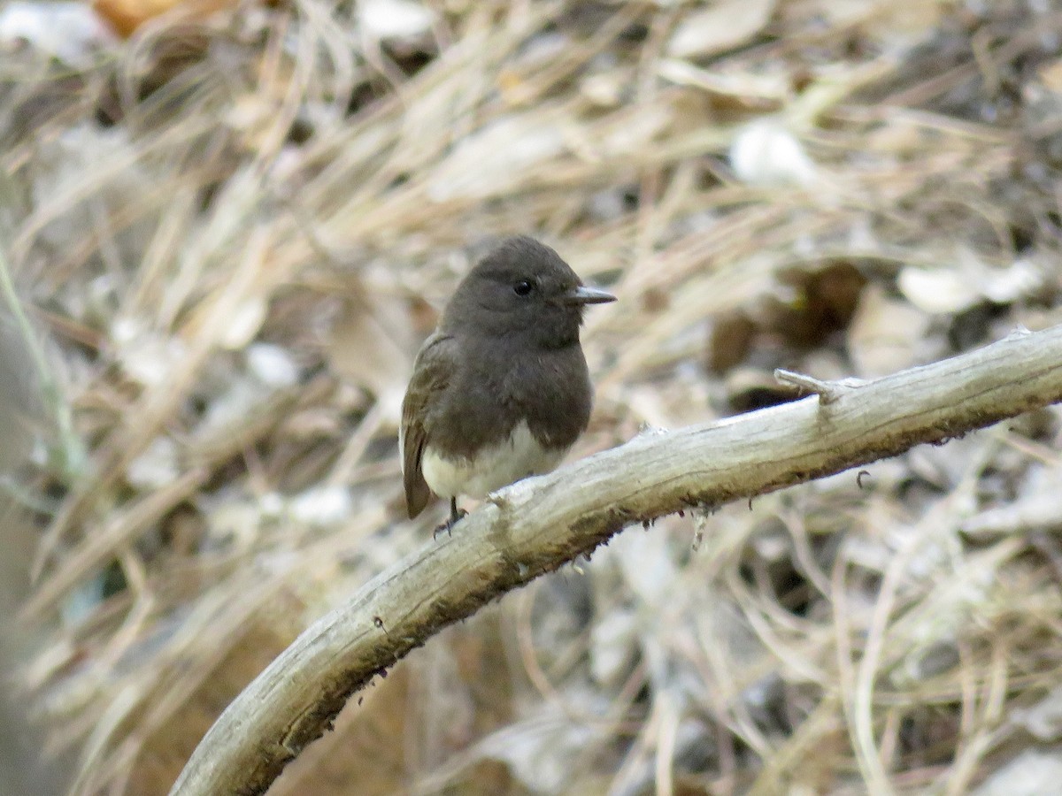 Black Phoebe - ML28993911