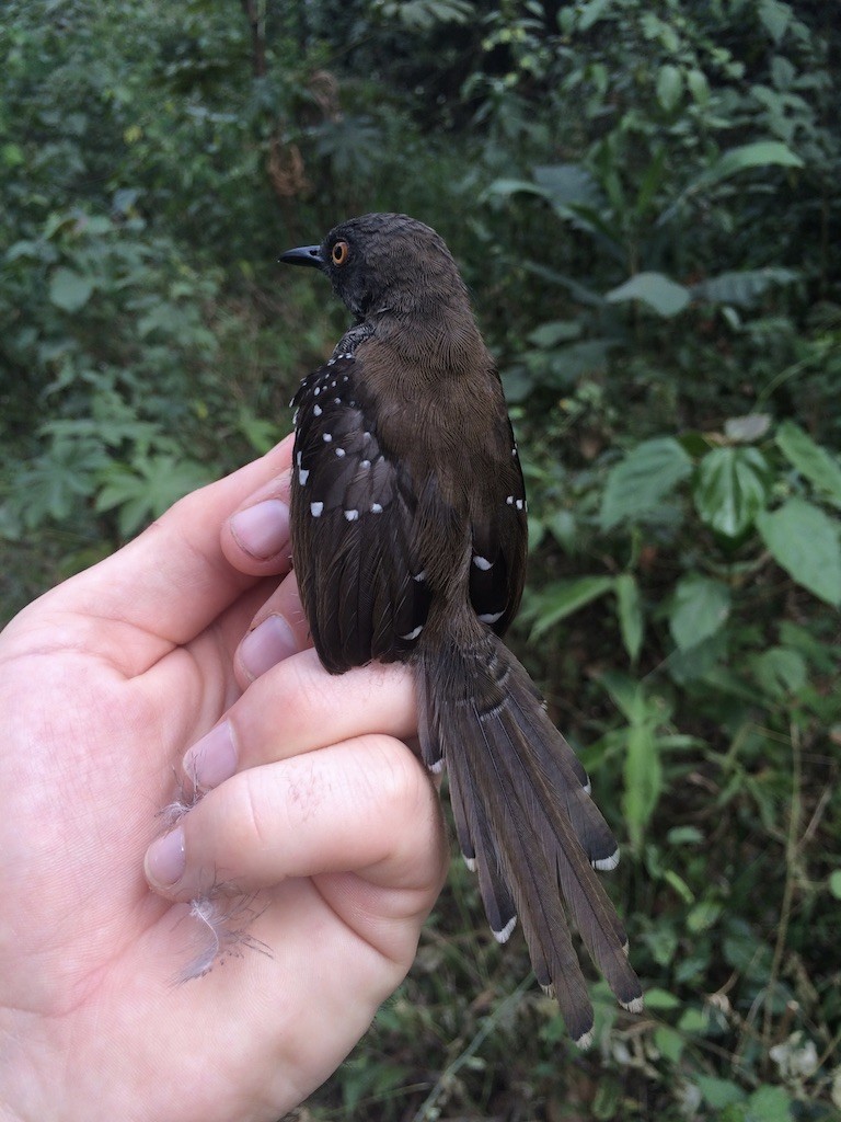 Prinia rayée - ML289939191