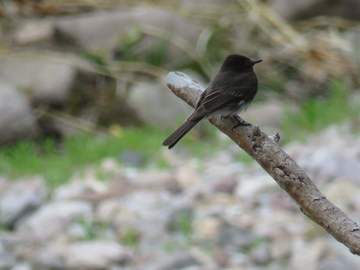 Black Phoebe - Dawn Zappone