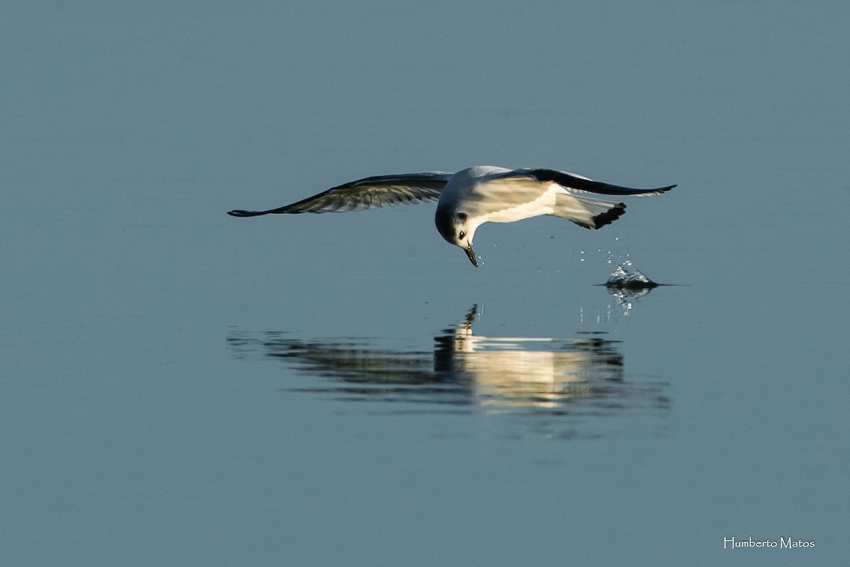 Little Gull - Humberto Matos