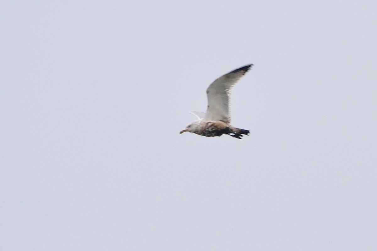 Herring Gull (American) - ML289939471