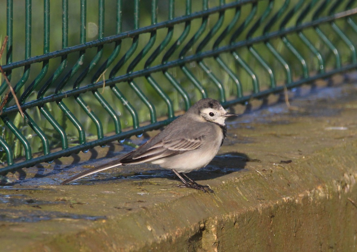 White Wagtail - ML289940571