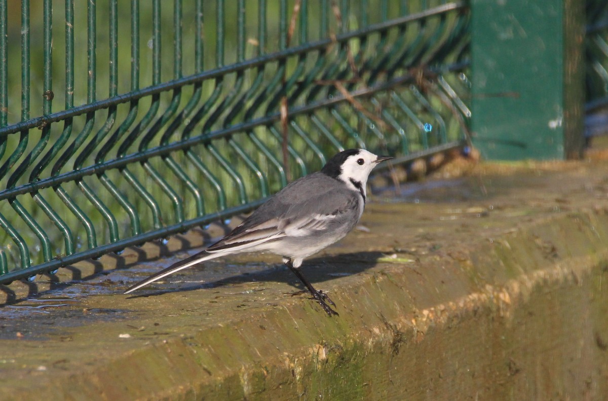 White Wagtail - ML289940611